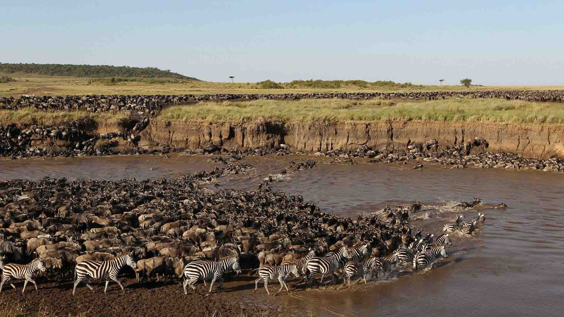 serengeti-national-park-wildebeest-migration-safari-deoadventure